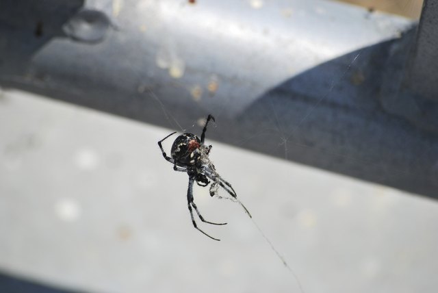 Black Widow Spider