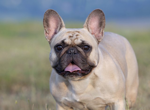Cute Bulldog looking