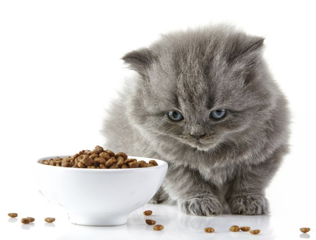 British long hair kitten