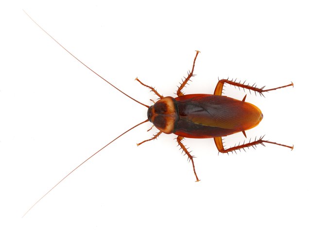 Cockroach