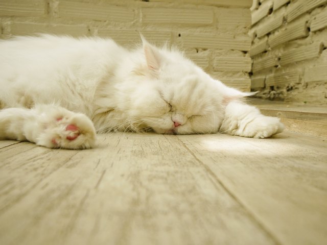 Sleeping white cat