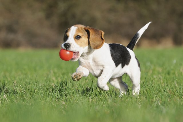 Beagle puppy 3 months