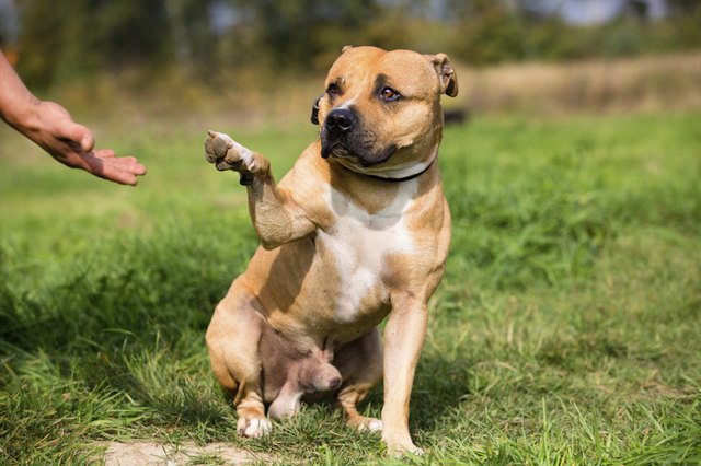 dog gives paw