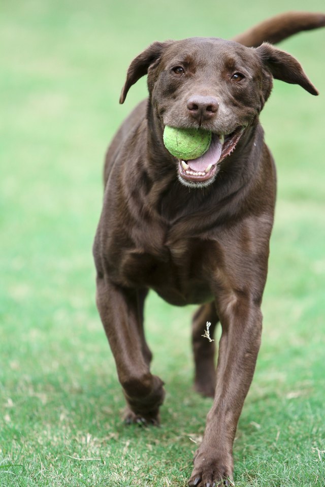 Chocolate Labrador Playing Ball
