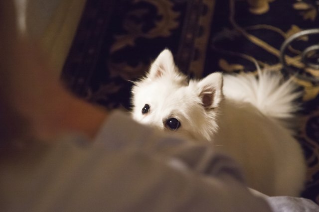 Dog Eagerly Awaits Treat