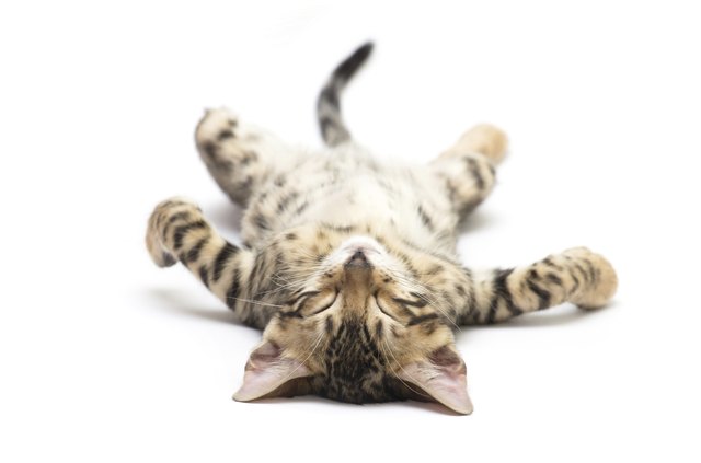 Cat laying down in a relaxed position