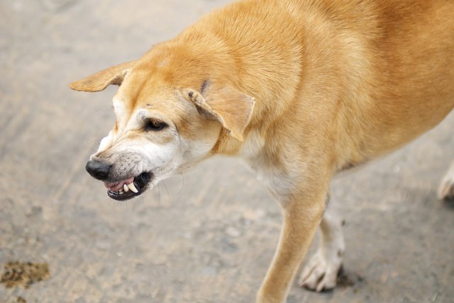 Growling Stray Dog