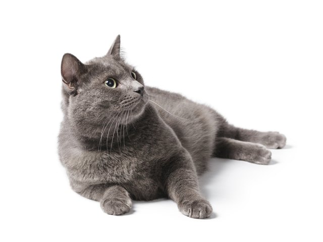 Types of Short-Haired Gray Cats | Cuteness