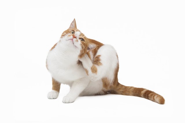 itchy cat