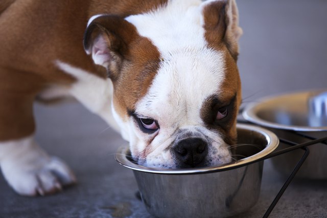 French bulldog