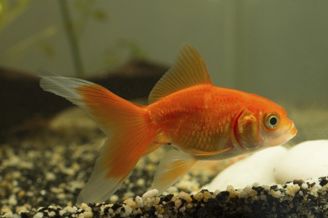 what-are-the-causes-of-brown-skin-spots-on-goldfish-cuteness