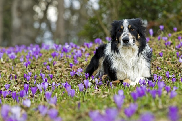 Border collie lying in saffron