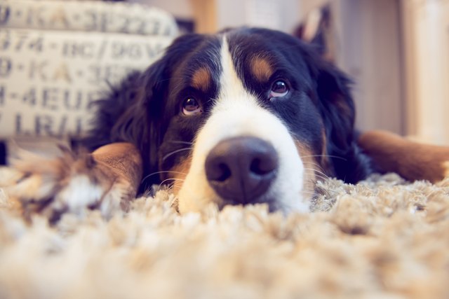 how long should a dog be on doxycycline