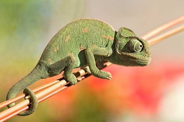 What Fruits & Vegetables Can Chameleons Eat? | Cuteness