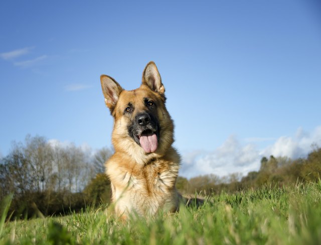 German Shepherd