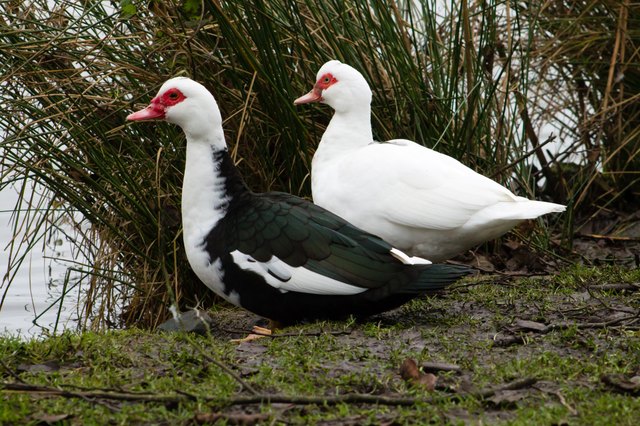 Muscovy Duck
