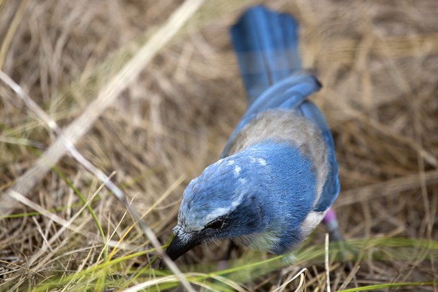 Florida Scrub Jay foraging for food