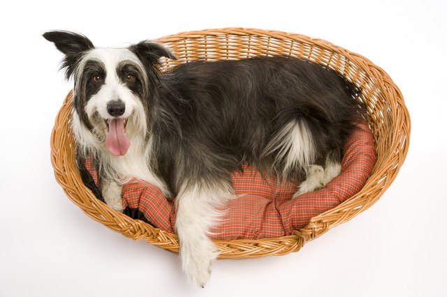 Dog in basket