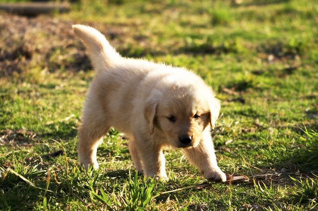 golden retriever puppy exploring