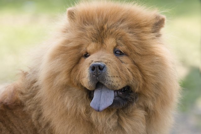 are bananas good for the chow chow