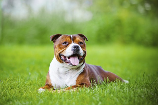 staffordshire bull terrier dog