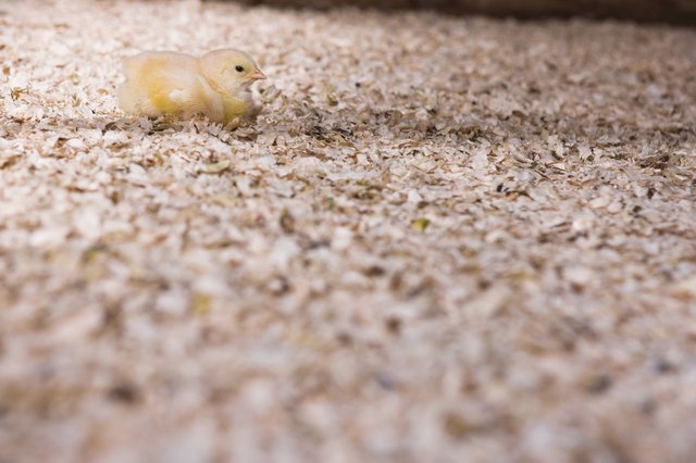 Cute chick in sawdust