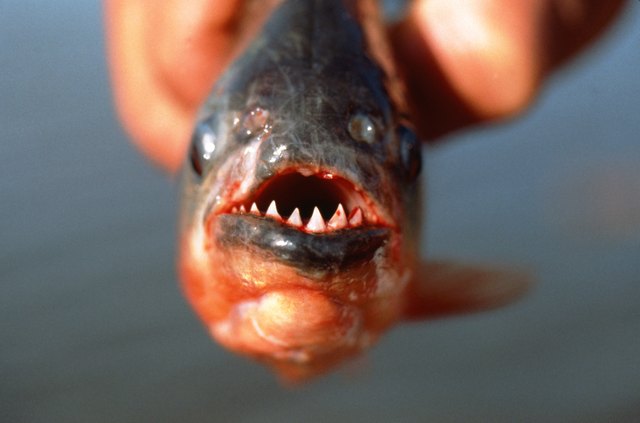 piranha