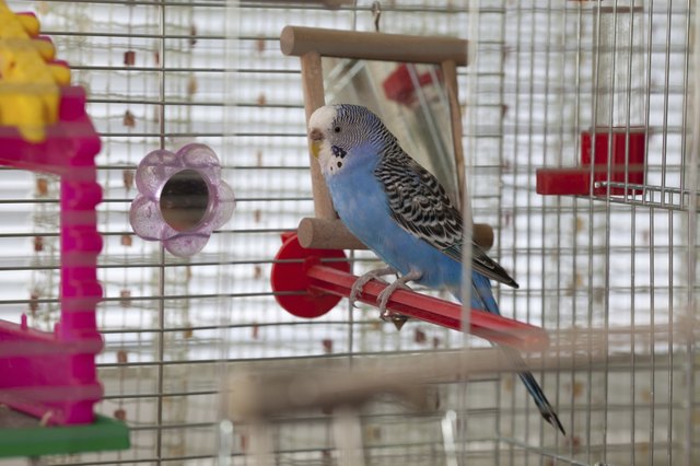 Budgie