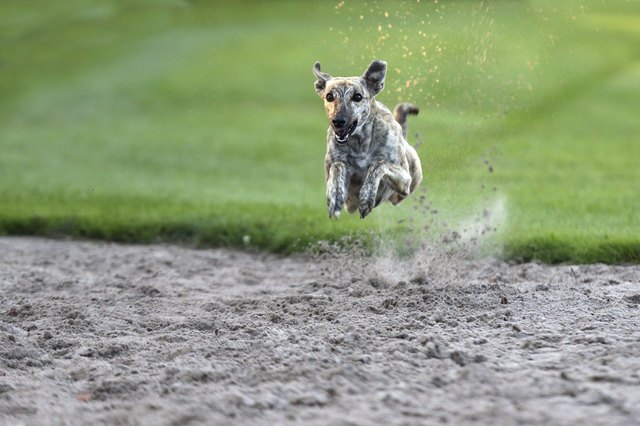 Dog racing