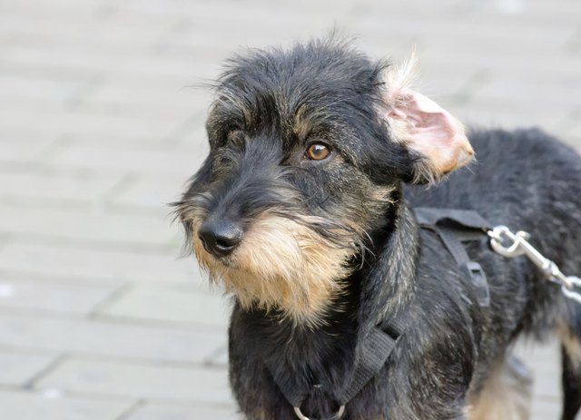 Dachshund