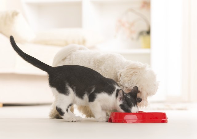 Dog and cat eating food from a bowl