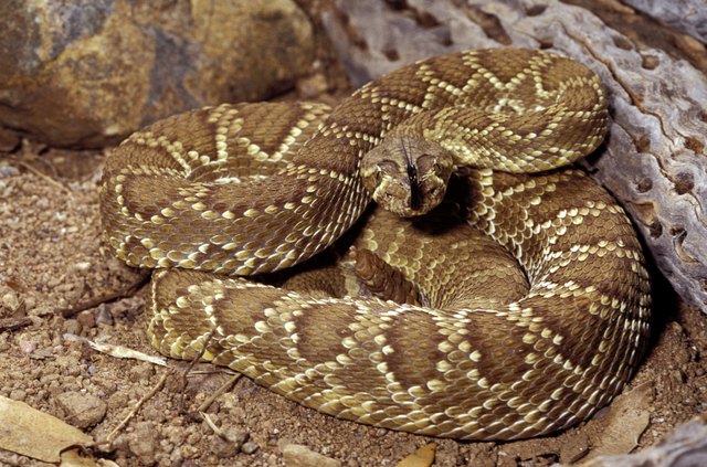 Mojave Rattlesnake