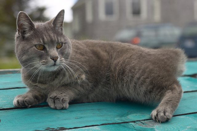 Cat with no tail
