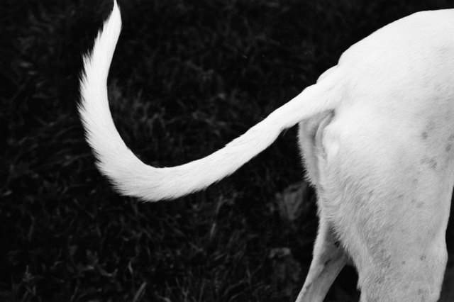Hindquarters of a greyhound
