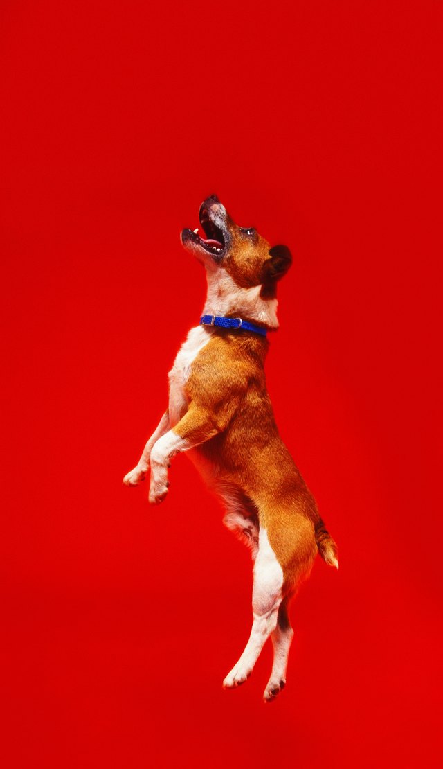 shot of a dog leaping
