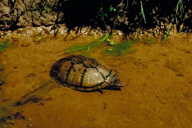 Musk turtle in a pond