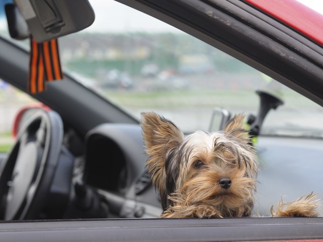 Puppy in car