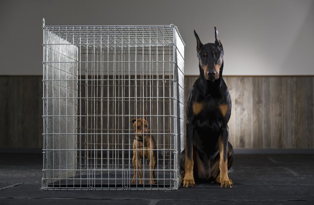 Large dog next to small dog in cage