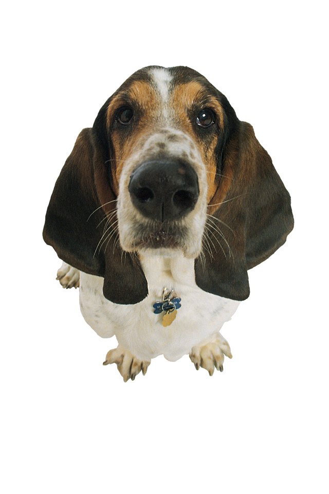 Basset hound