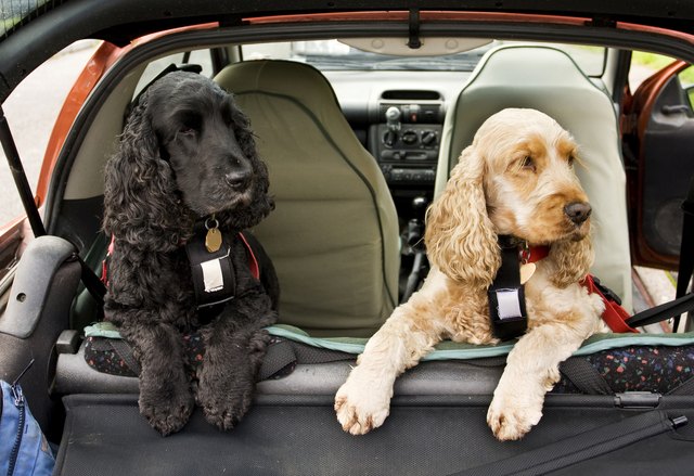 whats the best way for a dog to travel in a car