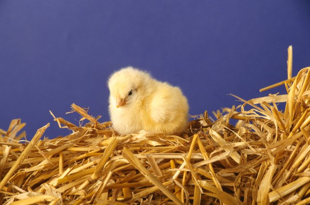 Chick sitting on straw