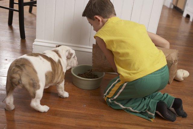 Young boy (6-8) feeding dog