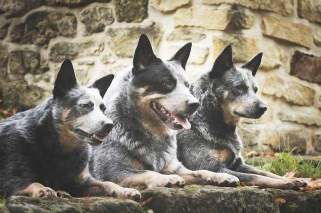 Australian cattle dog