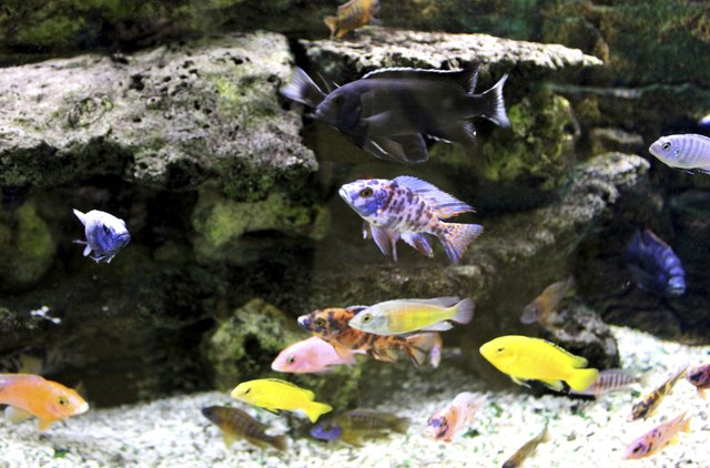 Malawi cichlid fish with bright colours in aquarium