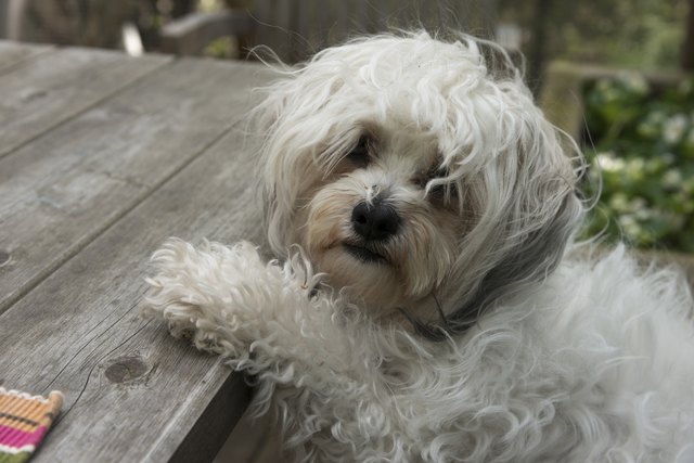 Close-up of a cute puppy, Lake of The Woods, Keewatin, Ontario, Canada