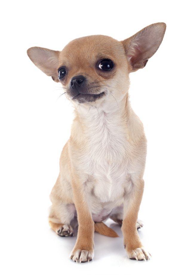 puppy chihuahua
