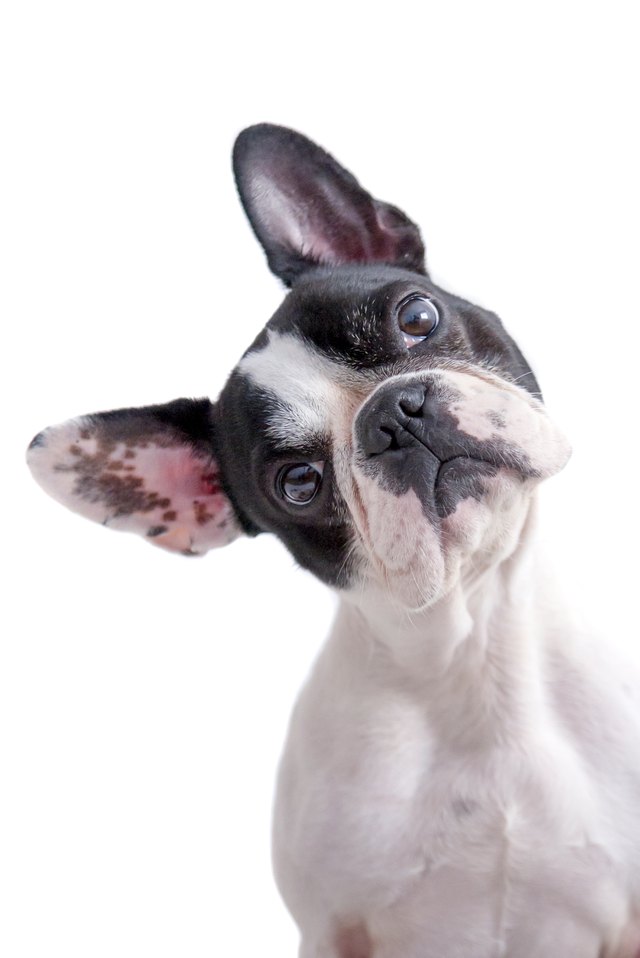 white and black french bulldog