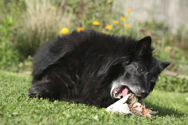 Hungry dog eating fresh fish