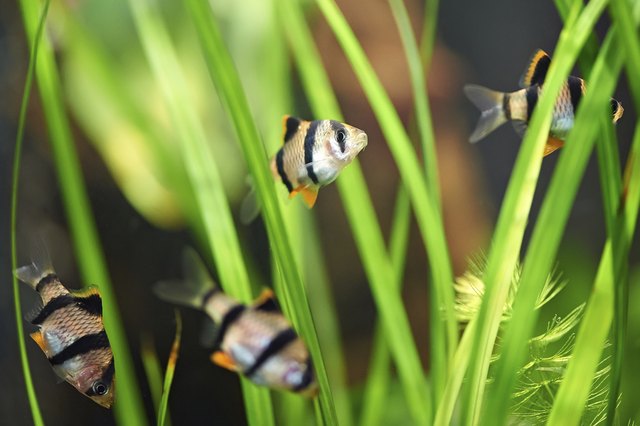 Aquarium fishes - barbus tetrazona