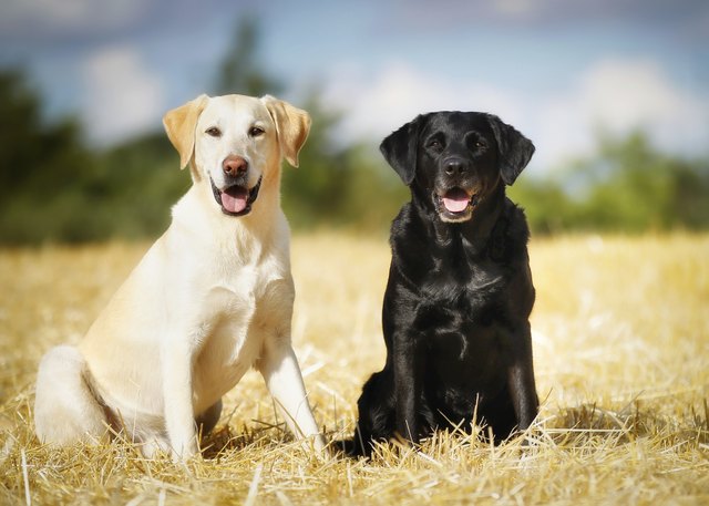 Two labradors